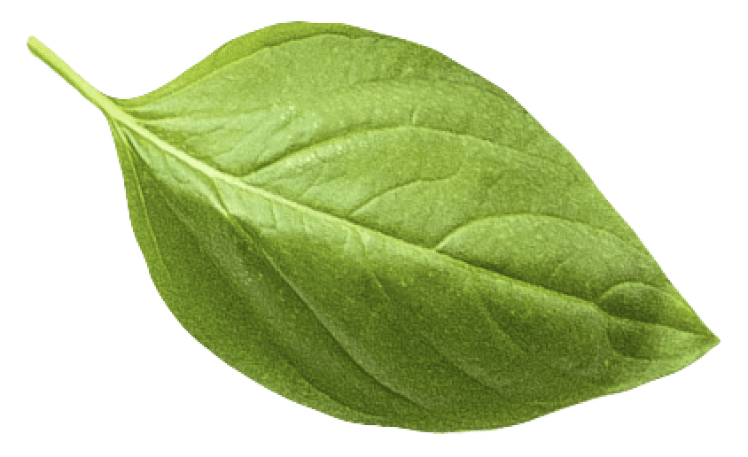 leaf